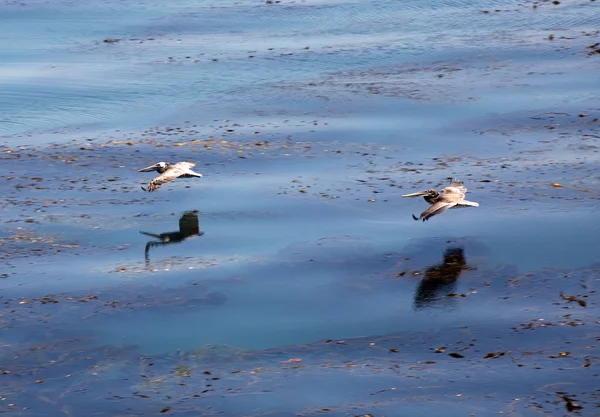 Oiseaux observant l'eau et attrapant les pêcheurs — Photo