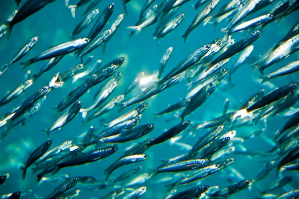 Rebanho de peixes de prata no mar — Fotografia de Stock