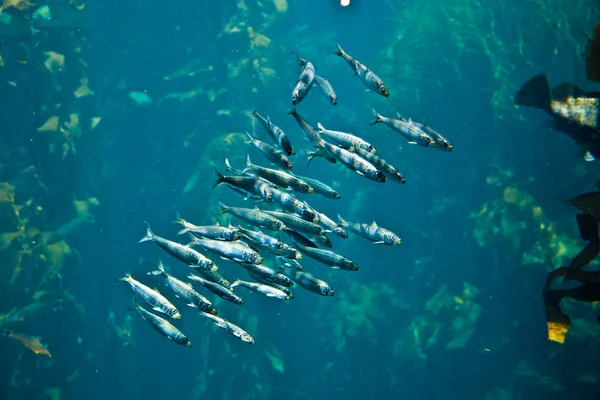 Flock of silver fishes in the sea — Stock Photo, Image