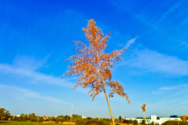 Kvetoucí reed s modrou oblohou — Stock fotografie