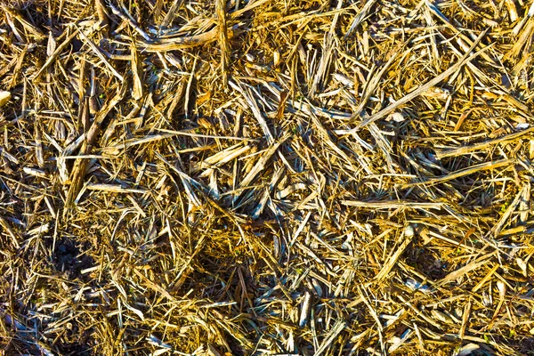 Reed stjälkar på marken — Stockfoto