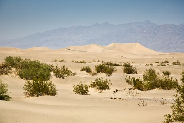 Gras de désert séché à Mesquite Flats Dunes de sable dans la pointe nord de la — Photo