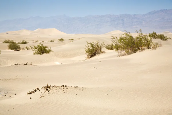 干沙漠鹅肝在豆科灌木屋的北点沙丘 — 图库照片