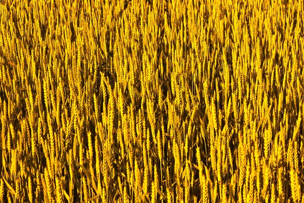 Zelené louce v létě s hlavou kukuřice — Stock fotografie