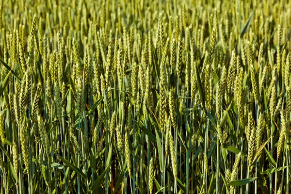 Groen veld in de zomer met hoofd van maïs — Stockfoto