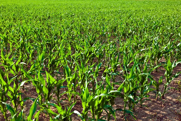 Sockermajs på sommaren växer på fältet — Stockfoto