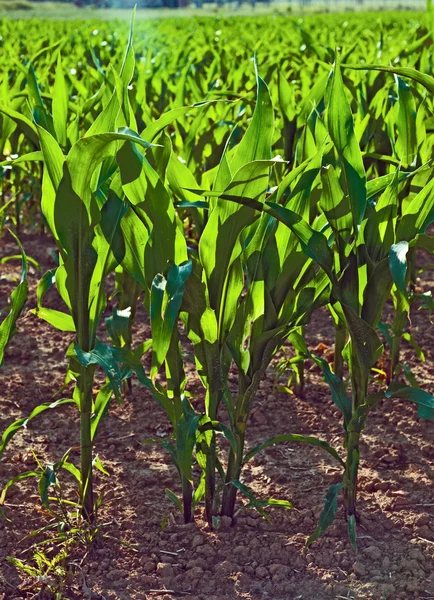 夏天的甜玉米在田里生长 — 图库照片