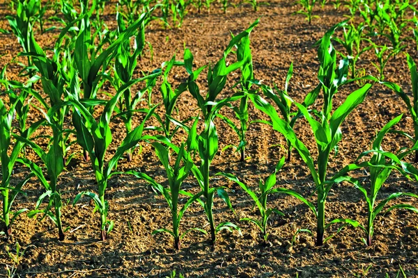 Сладкая кукуруза летом растет на поле — стоковое фото