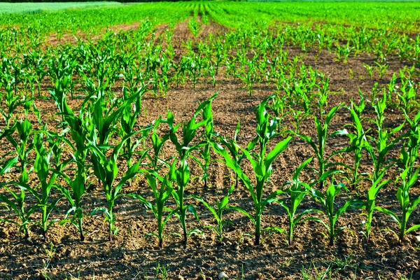 Sweet corn in summer growing at the field — Stock Photo, Image