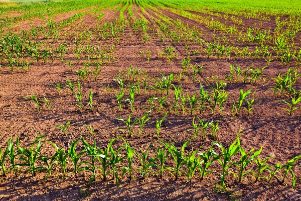 Słodka kukurydza latem rośnie na polu — Zdjęcie stockowe