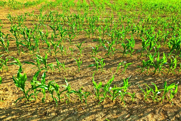 Suikermaïs in de zomer groeit op het veld — Stockfoto