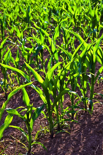 Suikermaïs in de zomer groeit op het veld — Stockfoto