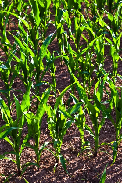 Mais im Sommer wächst auf dem Feld — Stockfoto