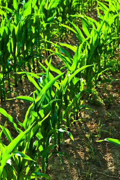 Sockermajs på sommaren växer på fältet — Stockfoto