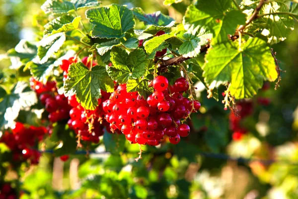 stock image Fresh red tasteful berry hanging on the bush ready for picking