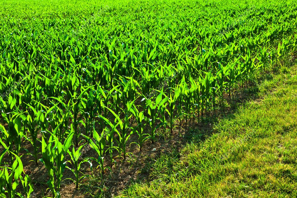 Sweet corn in summer growing at the field — Stock Photo © Hackman #5845934