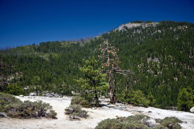 yosemite Park eski orman yangını nedeniyle ölü ağaçlar