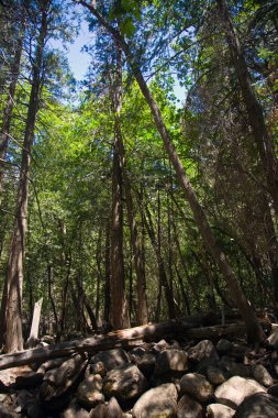 yosemite Milli Parkı içinde ağaçlar
