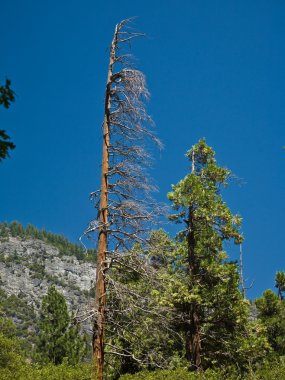 yosemite Park eski orman yangını nedeniyle ölü ağaçlar