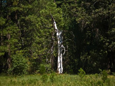 yosemite Park eski orman yangını nedeniyle ölü ağaçlar