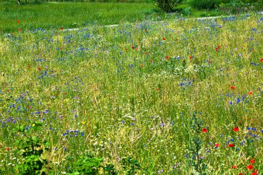 renkli kır çiçekleri ile çayır