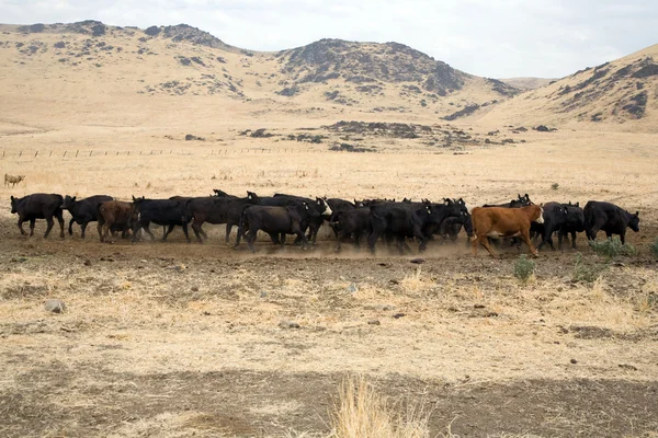 Скотобойни пасутся на противоположной стороне около Эксетера. — стоковое фото