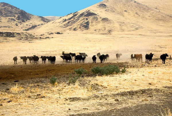 Jsou pasoucí se dobytek v contryside poblíž exeter — Stock fotografie