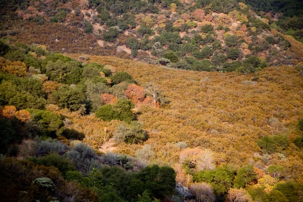 Szép táj színes bushesand fák közelében három folyók a entr — Stock Fotó
