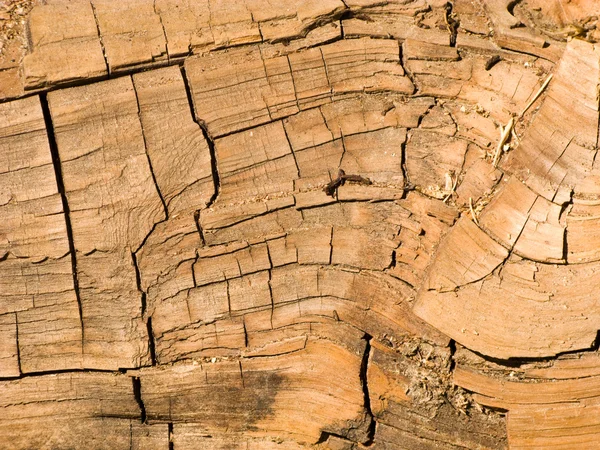 Närbild av årliga ring av en trä stam — Stockfoto