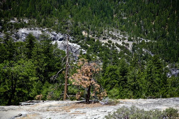 Мертві дерева зв'язку з колишнього лісового вогню в парку Йосеміті — стокове фото