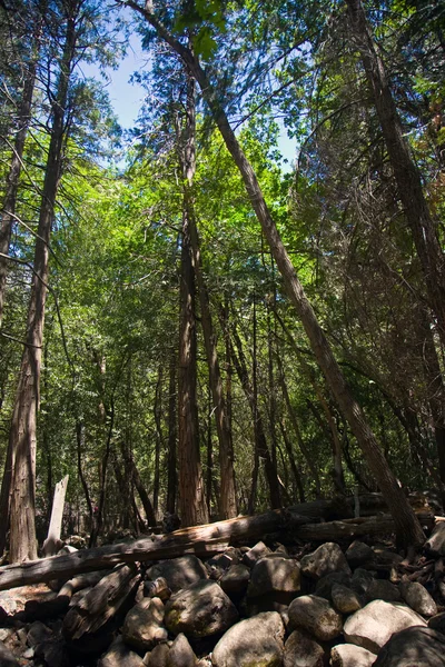 Деревья в национальном парке Йосемити — стоковое фото