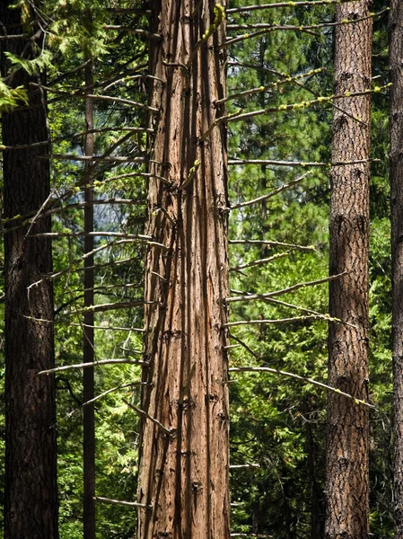 Trees in detail in the romantic valley of yosemite national park — Stock Photo, Image