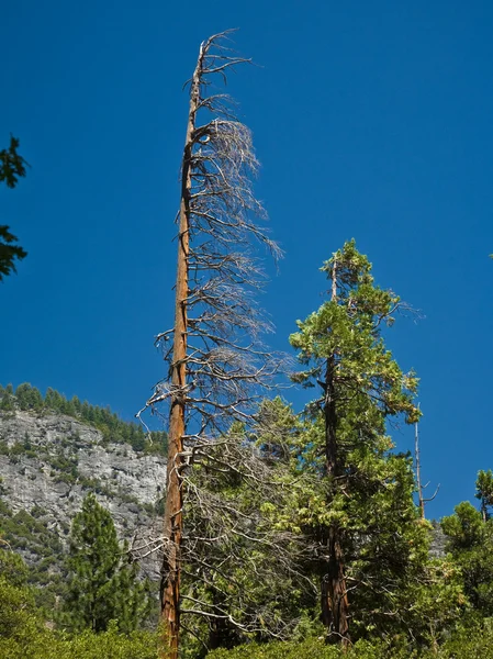 Árvores mortas devido a um antigo incêndio florestal no Parque Yosemite — Fotografia de Stock