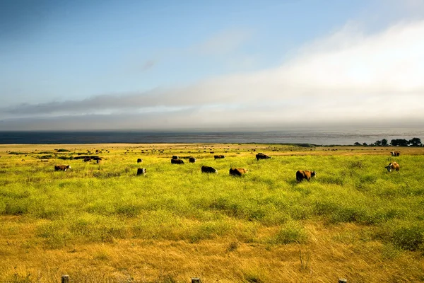 Cows graze fresh grass on a meadow in Andrew Molina State park at the pacif — Stock Photo, Image