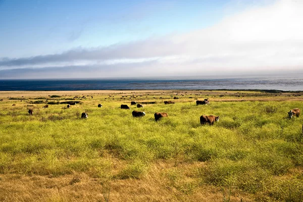 Cows graze fresh grass on a meadow in Andrew Molina State park at the pacif — Stock Photo, Image