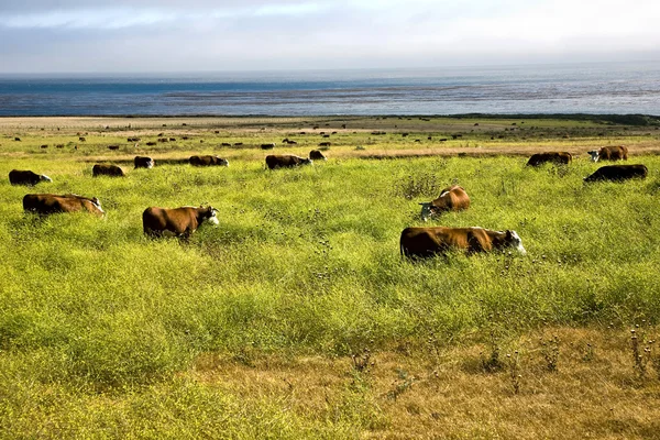 Pasą się krowy świeżej trawy na łące w Andrzeja molina state park w pacif — Zdjęcie stockowe