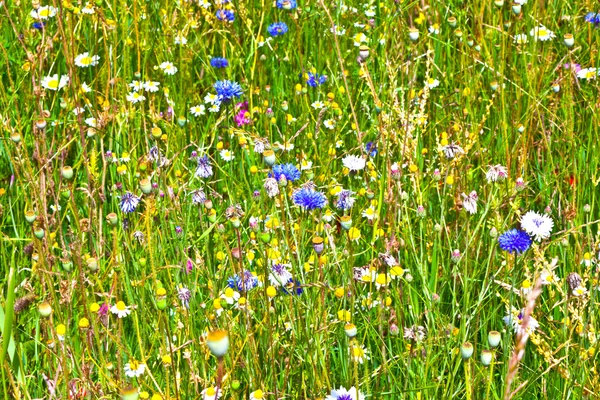 Weiland met kleurrijke wilde bloemen — Stockfoto