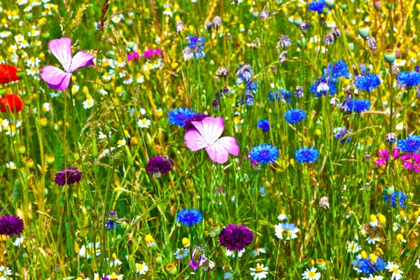 Prado com flores silvestres coloridas — Fotografia de Stock