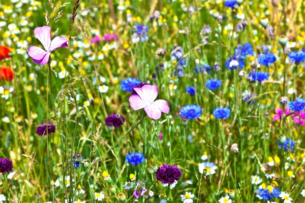 Prato con fiori selvatici colorati — Foto Stock