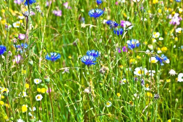Meadow with colorful wild flowers — Stock Photo, Image