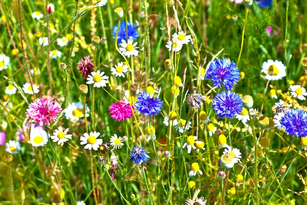 Rét, színes vadvirágok — Stock Fotó