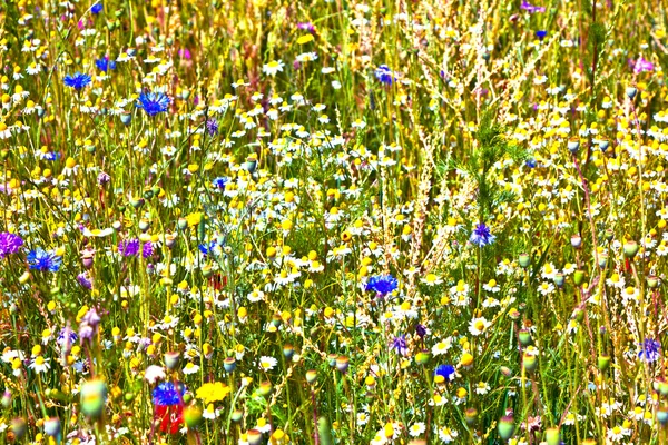 Renkli kır çiçekleri ile çayır — Stok fotoğraf