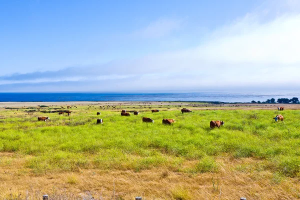 Vacas pastam grama fresca em um prado em Andrew Molina State Park — Fotografia de Stock