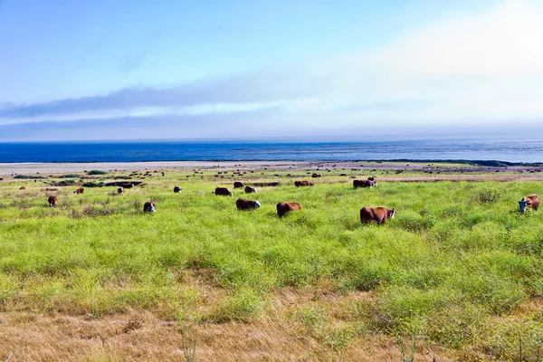 Vacas pastam grama fresca em um prado em Andrew Molina State Park — Fotografia de Stock