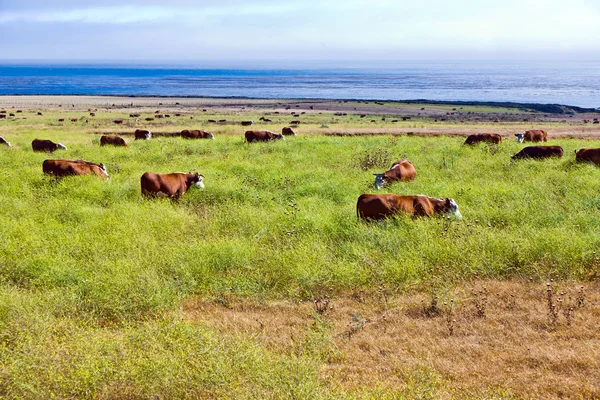 Les vaches broutent de l'herbe fraîche sur une prairie dans le parc national Andrew Molina — Photo