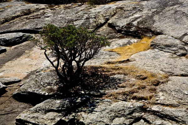 Sovány fák a rakéták, a yosemite nemzeti park — Stock Fotó