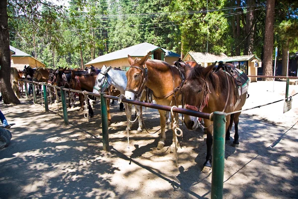 Cavalos para excursões no parque nacional de yosemite — Fotografia de Stock