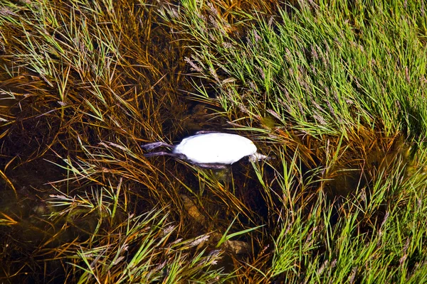 三藩市海洋海滩，海中的死鸟 — 图库照片