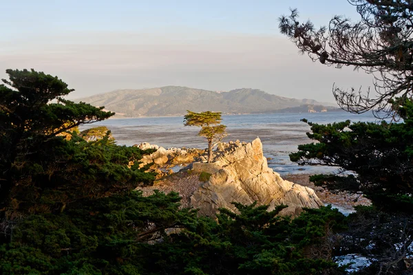 Ensam cypress träd i Kalifornien — Stockfoto