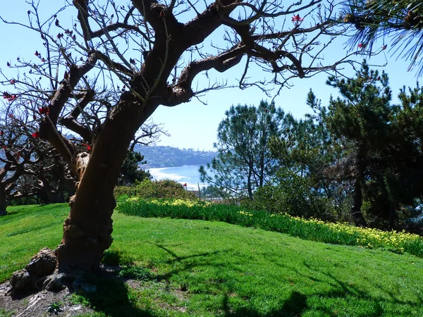 stock image Beautiful view to the shore of San Diego with Trees and grenn grass in picn